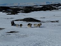 Family on a weekend trip with dogs