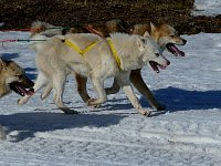 Family on a weekend trip with dogs