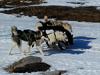 Family on a weekend trip with dogs