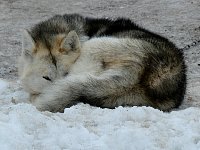 Sled dog at Ilulissat