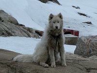 Sled dog at Ilulissat