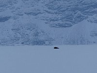 Distant seal on ice