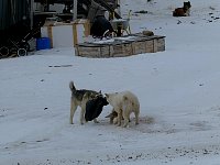 Dogs competing for garbage bag