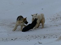 Dogs competing for garbage bag