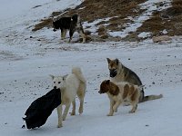 Dogs competing for garbage bag