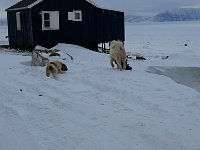 Dogs competing for garbage bag