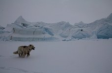 Fluffy dog and icebergs