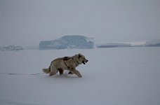 Fluffy dog and icebergs