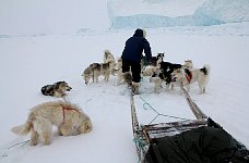 Dogsled and icebergs