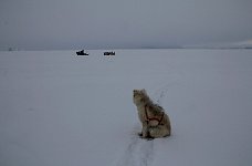 Fluffy dog and icebergs