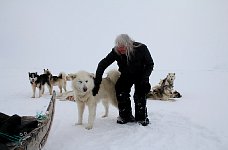 Petting a sled dog