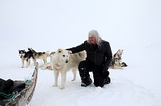 Petting a sled dog