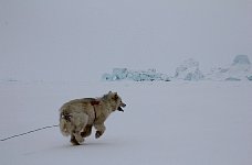 Fluffy dog and icebergs