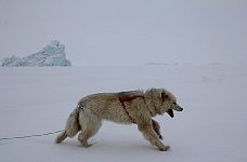 Fluffy dog and icebergs