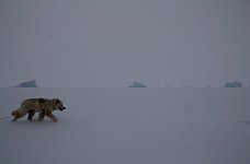 Fluffy dog and icebergs