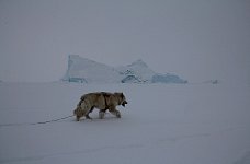 Fluffy dog and icebergs