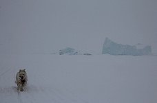 Icebergs on an overcast day