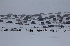 Sled dog feeding time