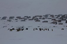 Sled dog feeding time