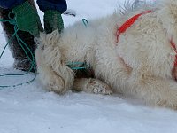 Untangling a hogtied dog