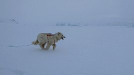 Fluffy dog and icebergs