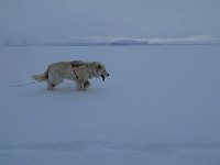 Fluffy dog and icebergs