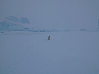 Fluffy dog and icebergs