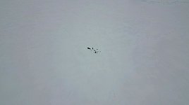 Guide and dogsled
