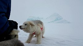 Fluffy dog and icebergs