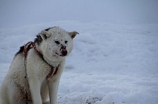 Dog with bloody nose