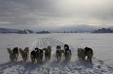 Dogsled near Qaanaaq