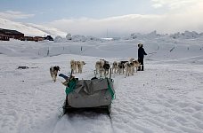 Parking the dogs at their place