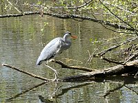 Heron near Helsingor