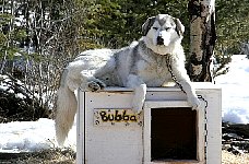 Sleddog: Bubba