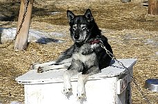 Sleddog with straw in mouth