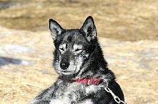 ledgedog with straw in mouth