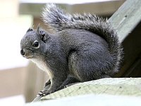 Capilano Suspension Bridge squirrel 