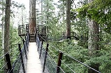 Treetop adventure