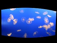 Jellyfish, Aquarium Vancouver