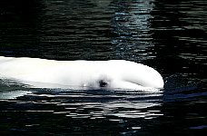 Beluga whale, Vancouver aquarium