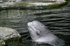 Beluga whale Tiqa, Aquarium Vancouver