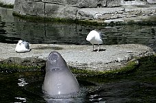 Beluga whale Tiqa, Aquarium Vancouver
