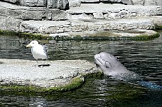 Beluga whale Tiqa, Aquarium Vancouver