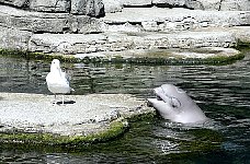 Beluga whale Tiqa, Aquarium Vancouver