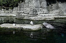 Beluga whale Tiqa, Aquarium Vancouver
