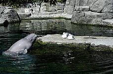 Beluga whale Tiqa, Aquarium Vancouver