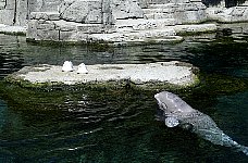 Beluga whale Tiqa, Aquarium Vancouver