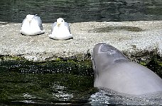Beluga whale Tiqa, Aquarium Vancouver