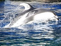 Pacific white-sided dolphin, Aquarium Vancouver