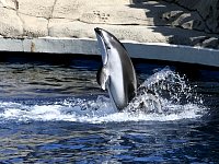 Pacific white-sided dolphin, Aquarium Vancouver